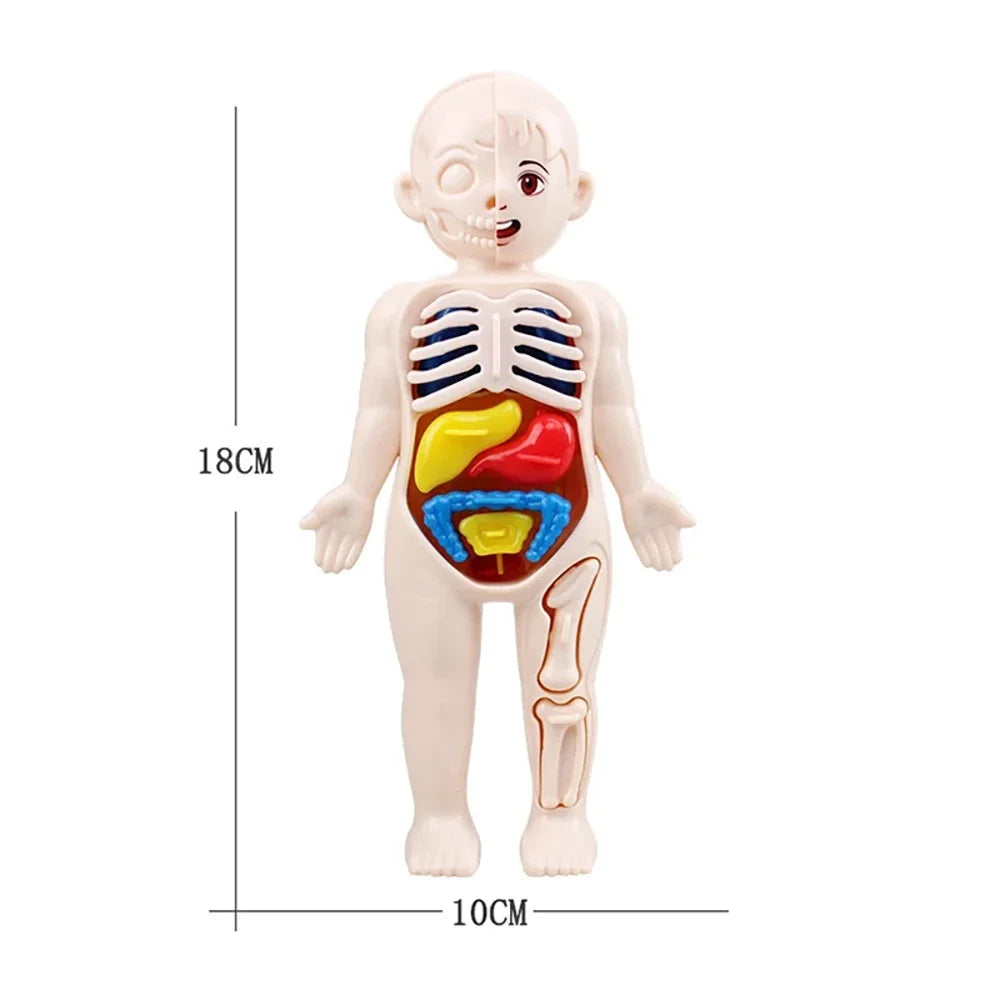 Set Educativo Montessori del Cuerpo Humano – Modelo Anatómico Infantil 14 Piezas