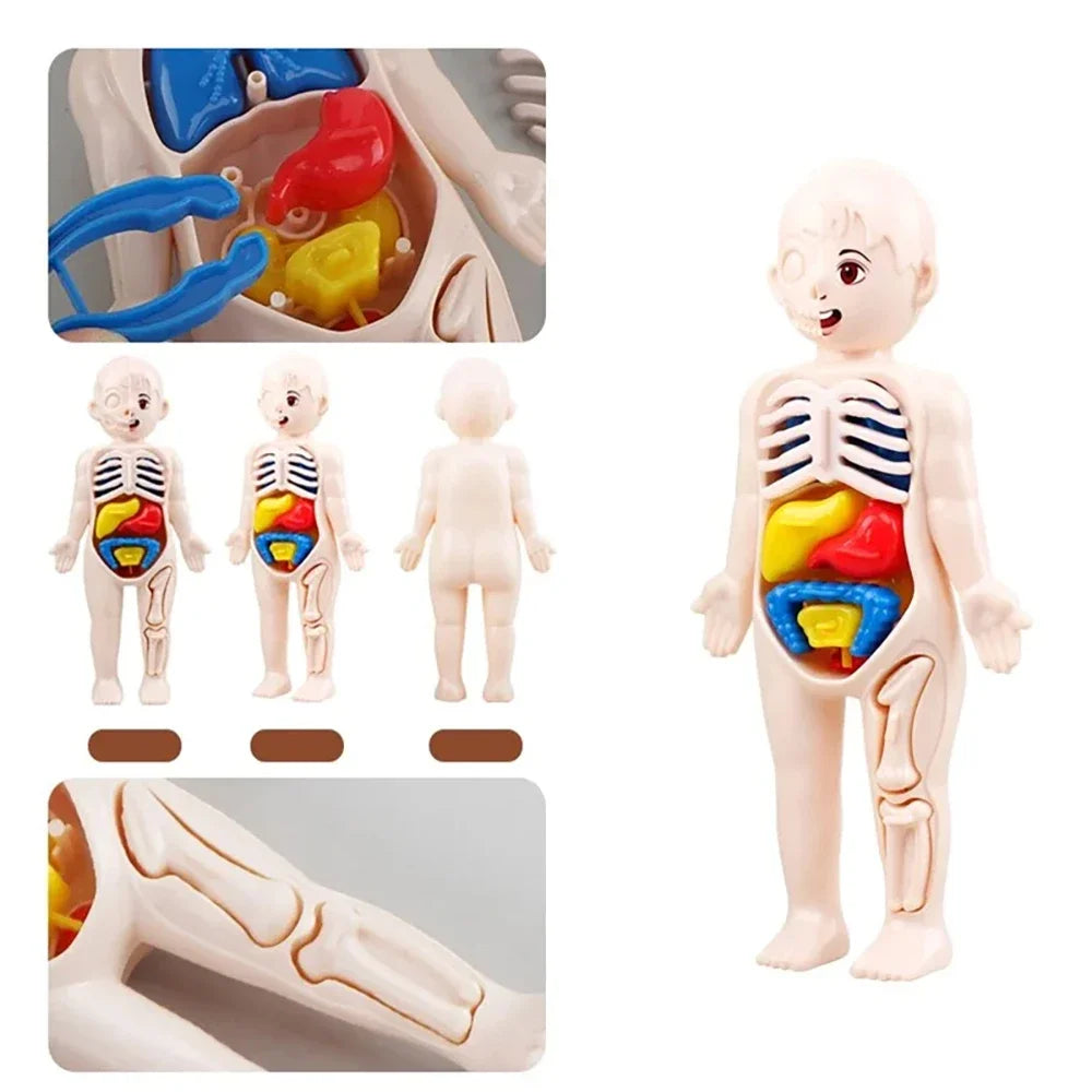 Set Educativo Montessori del Cuerpo Humano – Modelo Anatómico Infantil 14 Piezas