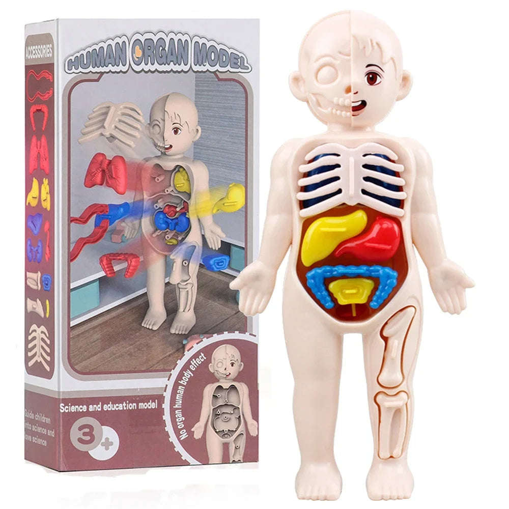 Set Educativo Montessori del Cuerpo Humano – Modelo Anatómico Infantil 14 Piezas