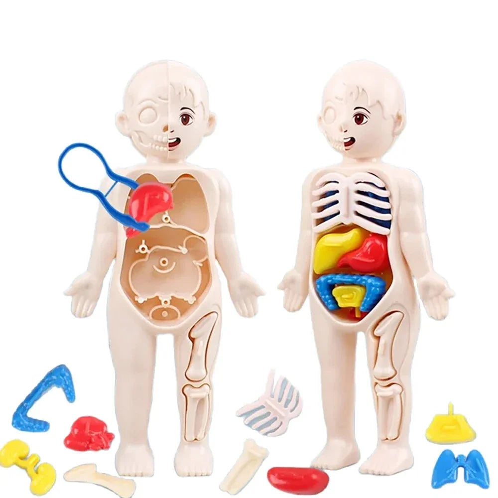 Set Educativo Montessori del Cuerpo Humano – Modelo Anatómico Infantil 14 Piezas