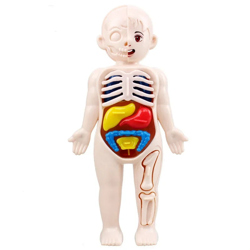 Set Educativo Montessori del Cuerpo Humano – Modelo Anatómico Infantil 14 Piezas