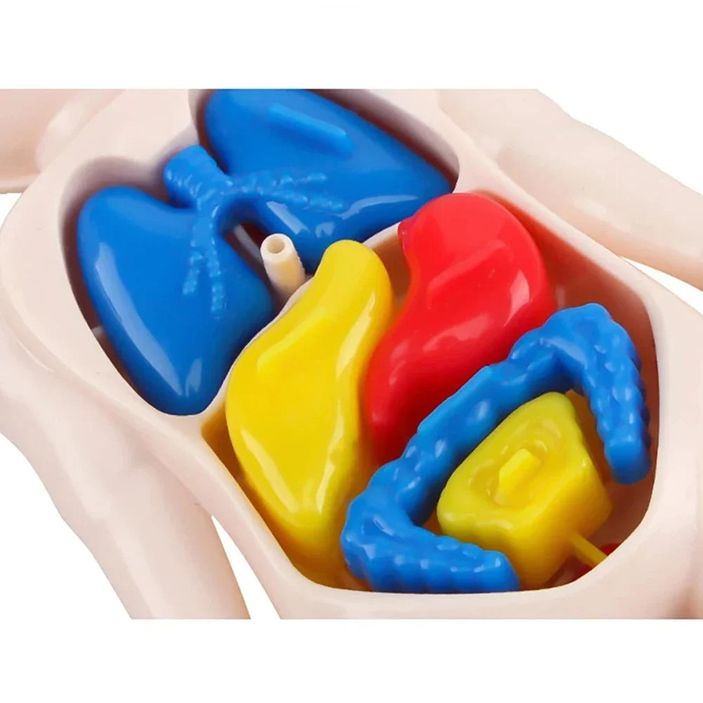 Set Educativo Montessori del Cuerpo Humano – Modelo Anatómico Infantil 14 Piezas