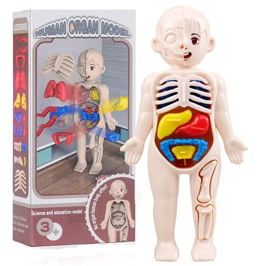 Set Educativo Montessori del Cuerpo Humano – Modelo Anatómico Infantil 14 Piezas